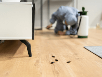 About Mosquito Fogging Pensacola - mosquito fogging experts in Pensacola
